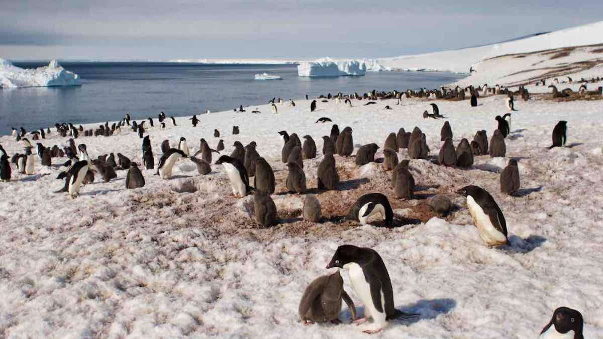 PenguinWorld